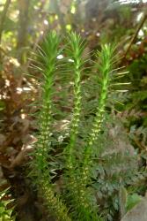 Huperzia australiana. Mature plant showing sporophylls not aggregated into strobili, bearing solitary sporangia on the adaxial surface. Image: L.R. Perrie © Te Papa CC BY-NC 4.0